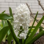 Hyacint (Hyacinthus orientalis) ´WHITE PEARL´ - 1 cibuľka v kvetináči, kont. C2L (biely)